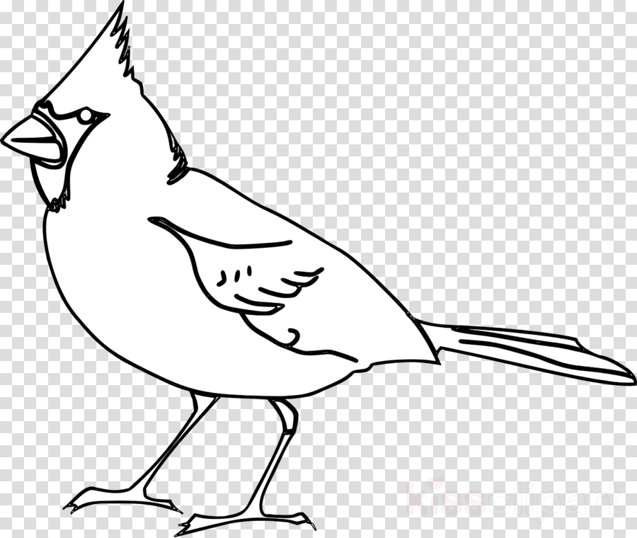 Cardinal Outline Clipart St - Black And White Cardinal Clip Art (900x760), Png Download