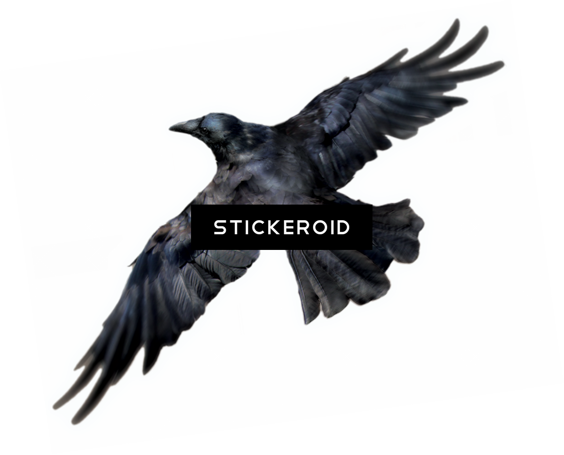 Common Raven Birds - Portable Network Graphics (1119x903), Png Download