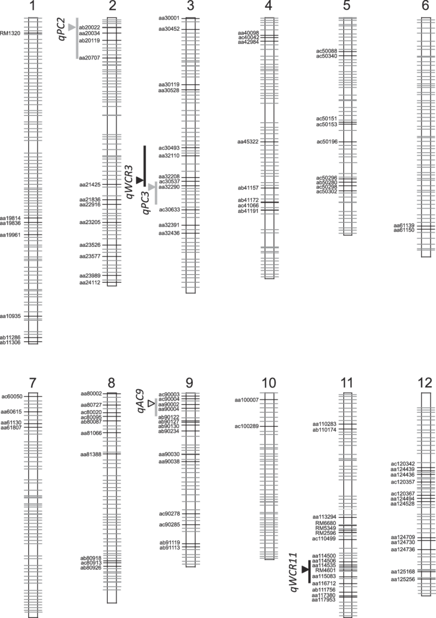 Construction Of A Linkage Map For The Dhl Population - Calligraphy (850x1204), Png Download