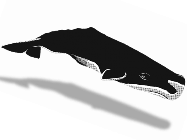 Sperm Whale Clipart Breaching - Humpback Whale (640x480), Png Download