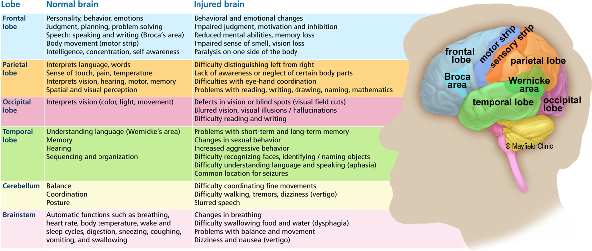 Lobes Of The Brain - Cocktail (1200x514), Png Download