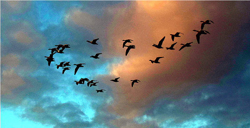 Bird Migration (800x533), Png Download