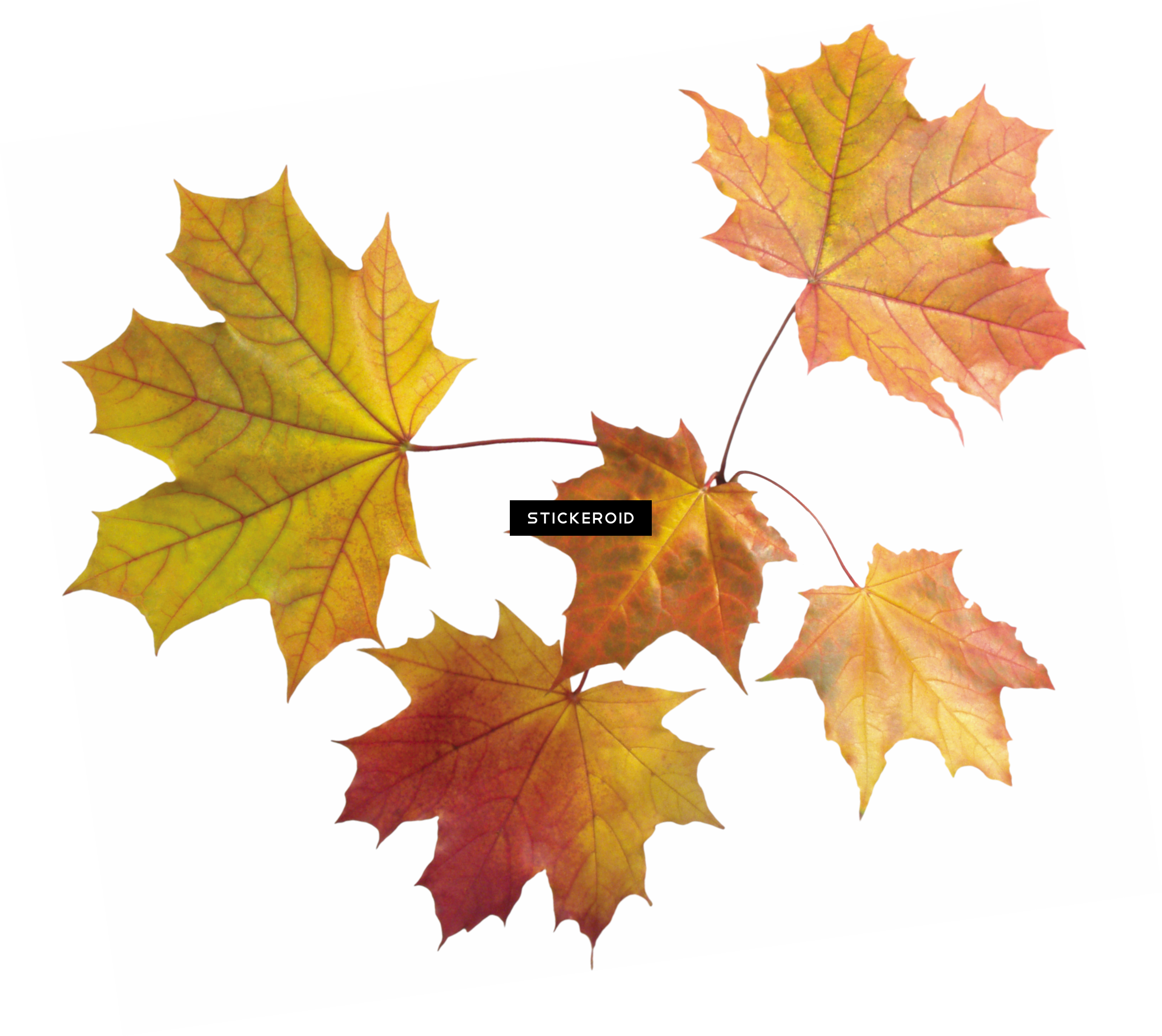 Autumn Leaf Leaves - Autumn Leaves Transparent Background (2947x2628), Png Download
