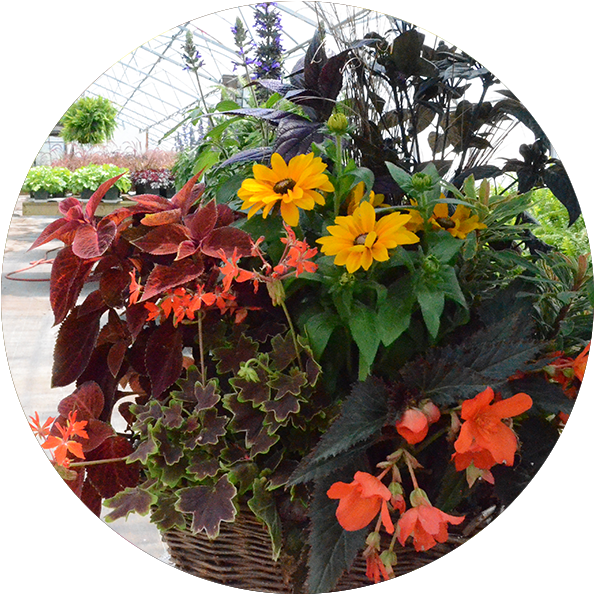 Brantim Country Garden Centre Page 3 Ottawa's Best - African Daisy (600x600), Png Download