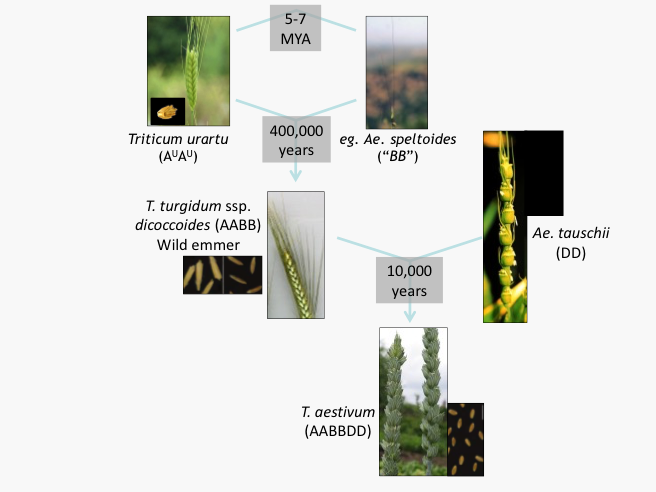 Wheat Originated From Two Separate Crosses Between - Sh2 Domain (656x492), Png Download