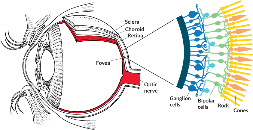 Optogenetics - Retina And Photoreceptors (860x460), Png Download