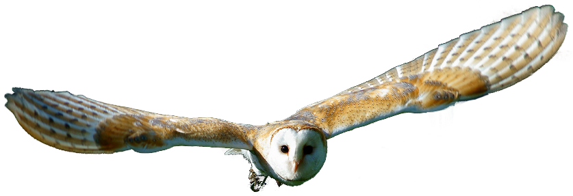 Barn Owl Png Transparent Hd Photo - Barn Owl Transparent Background (837x287), Png Download