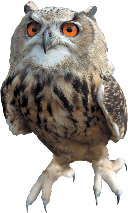 Barn Owl Transparent Images Png - Owl Png (485x768), Png Download