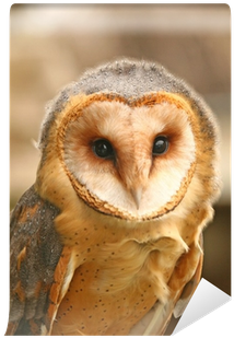 Barn Owl (400x400), Png Download