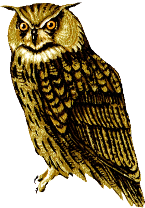 Barn Owl Png Transparent Picture - Realistic Owl Png (494x709), Png Download