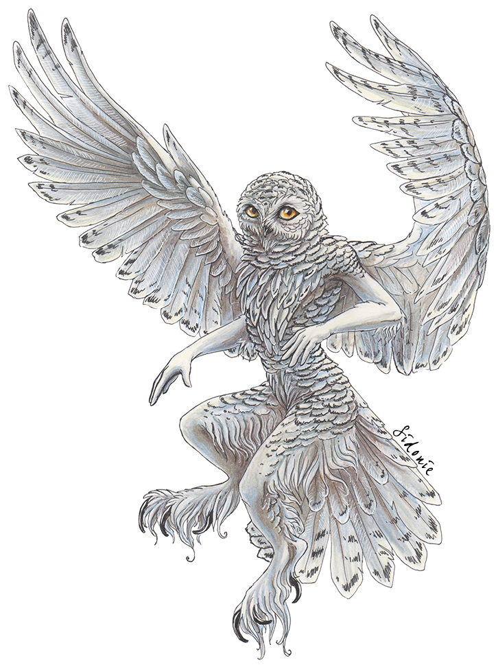 Snowy Owl By Sidonie On Deviantart Png Free Download - Transparent Snowy Owl (754x1000), Png Download
