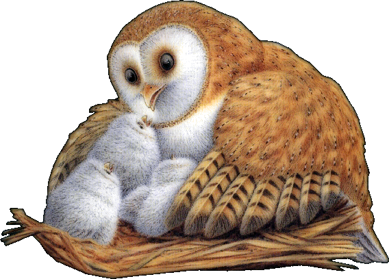 Owl With Owlets - Night (568x408), Png Download
