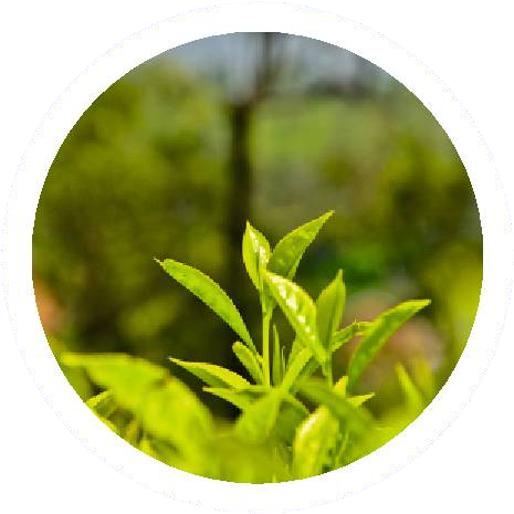 Organic Tea Leaves - Tea (478x483), Png Download