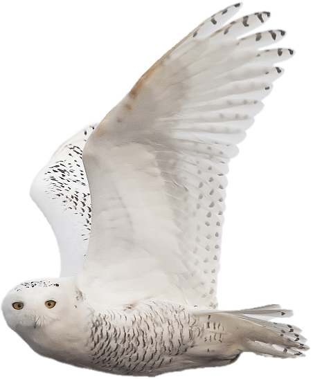 Snowy Owl Png (452x548), Png Download