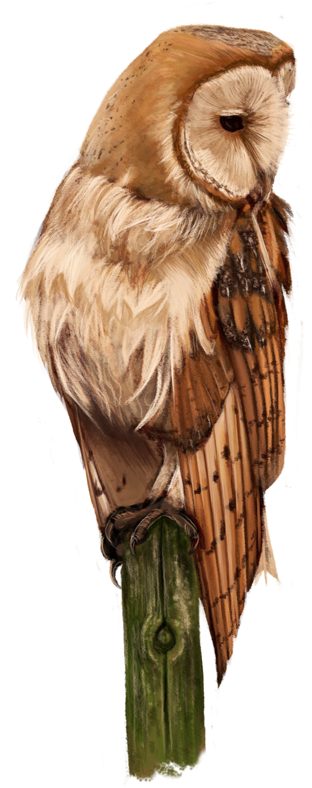 Barn Owl (1628x3925), Png Download