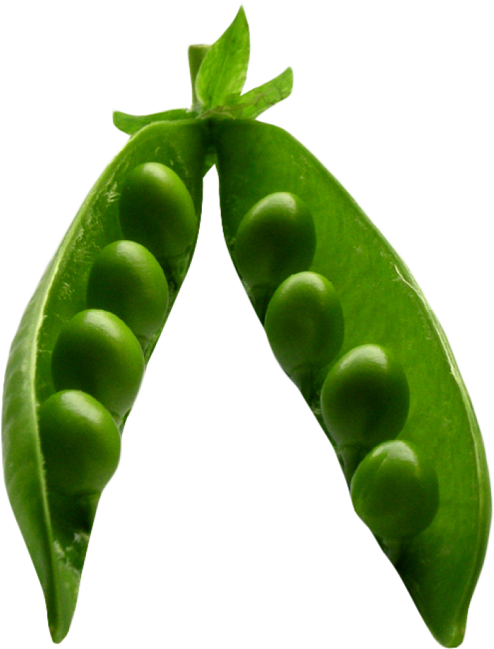 Download Pea Png Image - Pea Png (500x610), Png Download