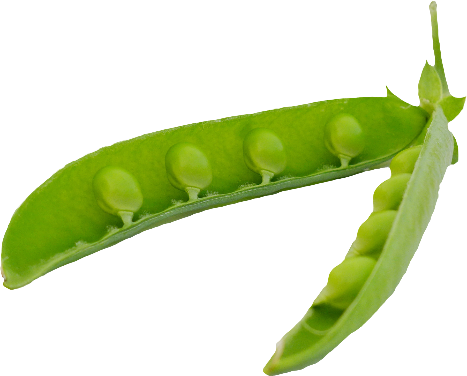Pea (1945x1564), Png Download