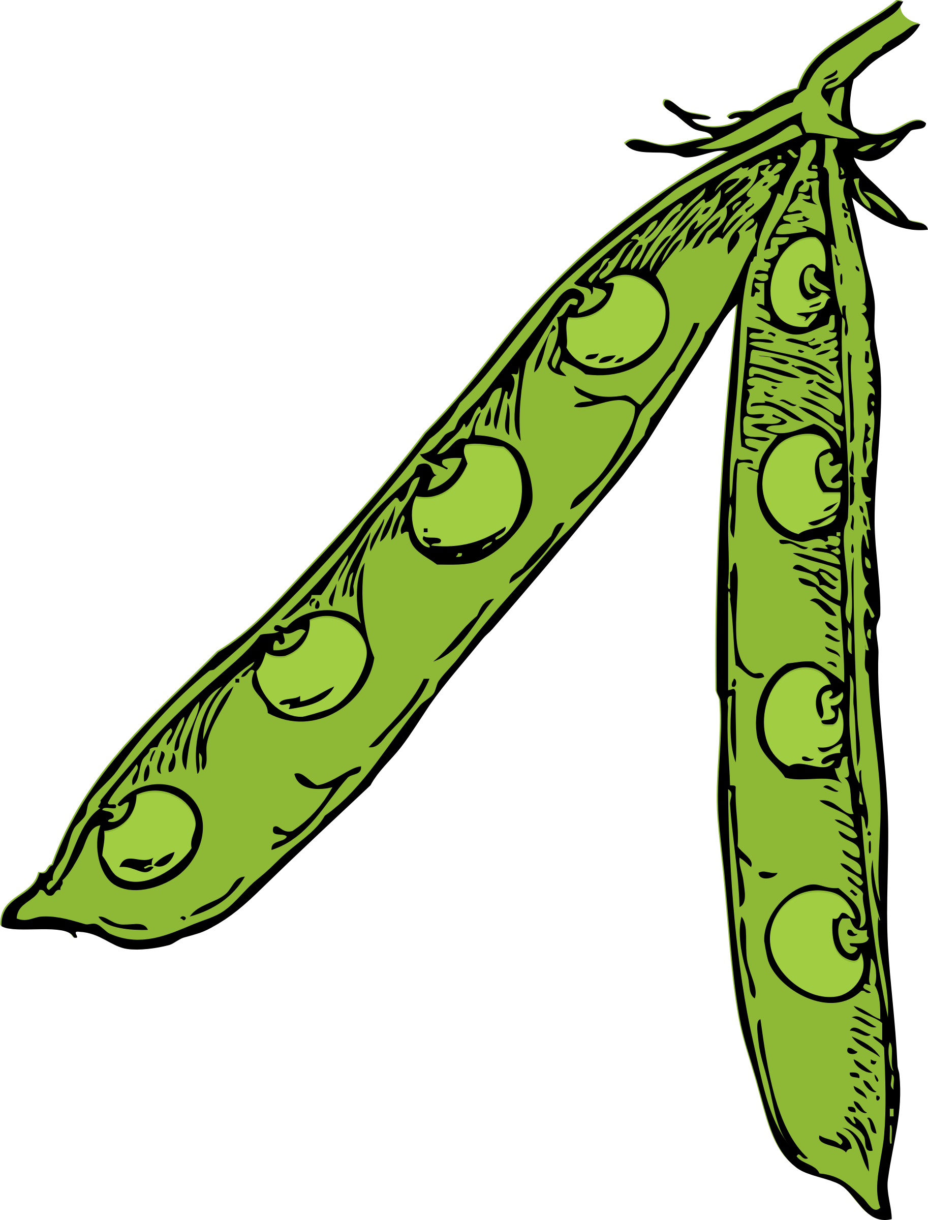This Free Icons Png Design Of Pea Pod (1826x2400), Png Download