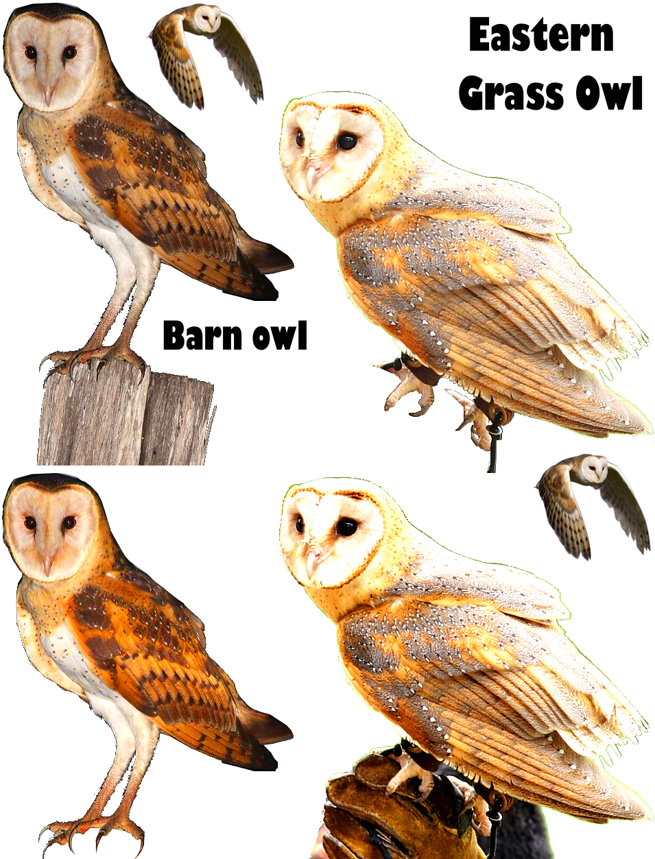 Grass Owl Owl Owl Png Barn Owl Png Render Care Of Magical - Barn Owl (955x1253), Png Download