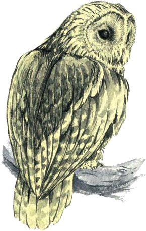 Owl Artwork 2 - Cola De Un Buho (300x467), Png Download
