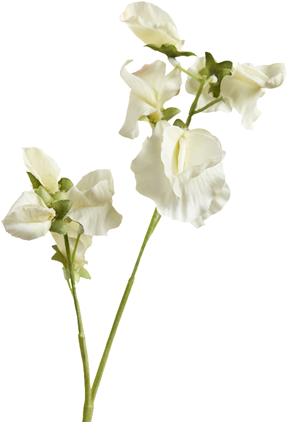 Sweet Peas Flowers En Png (900x900), Png Download