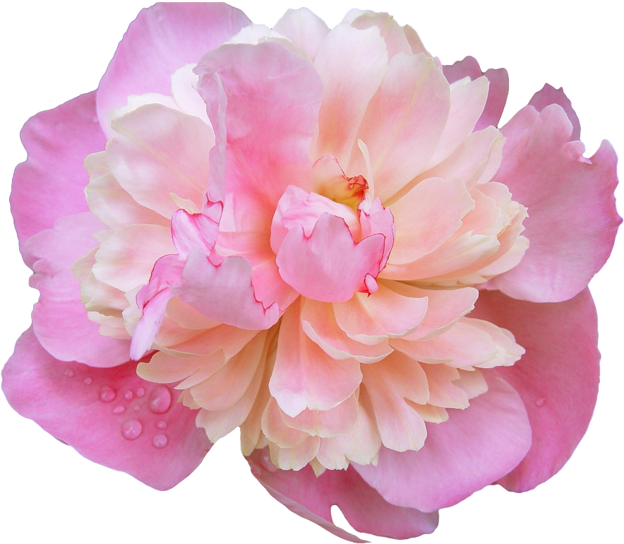Pink Flower Crown Transpa Choice Image Wallpaper Hd - Pink Peony Transparent Background (1024x956), Png Download