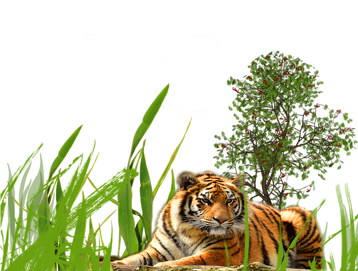 Long Grass Transparent Background Png - Head Of A Leopard With Bright Eyes (720x720), Png Download