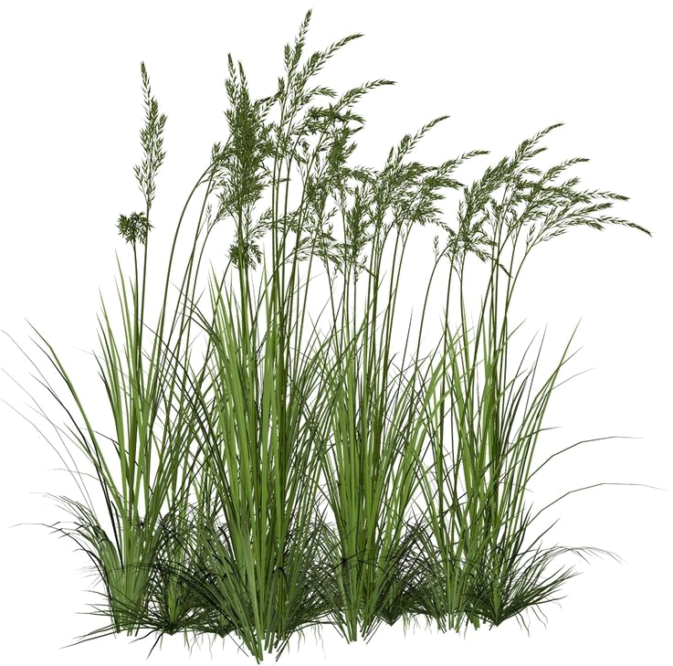 Download Long Grass Png Image Background - Grass Texture Alpha ...