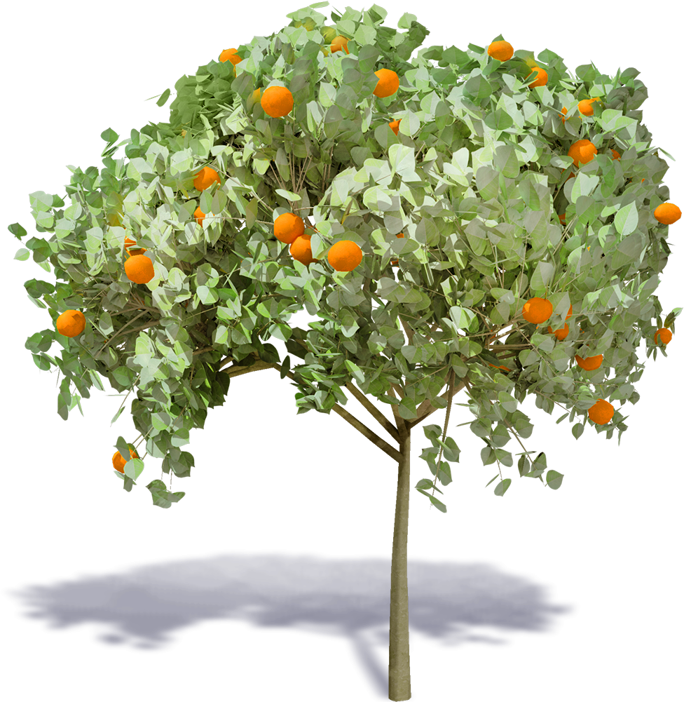 3d Viewview - Mandarin Orange (1000x1000), Png Download
