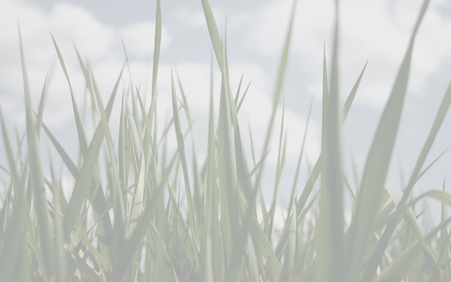 Grass Background - Our Living Earth - Custom Edition (paperback) (1920x1200), Png Download