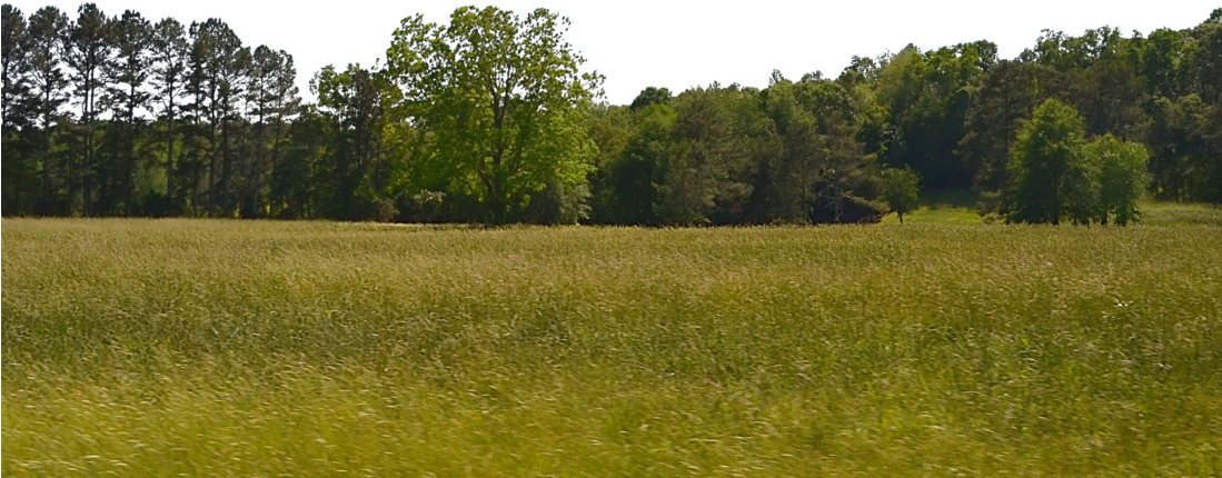 Forest Free Png Image Forest Png Full Size Png Download Seekpng