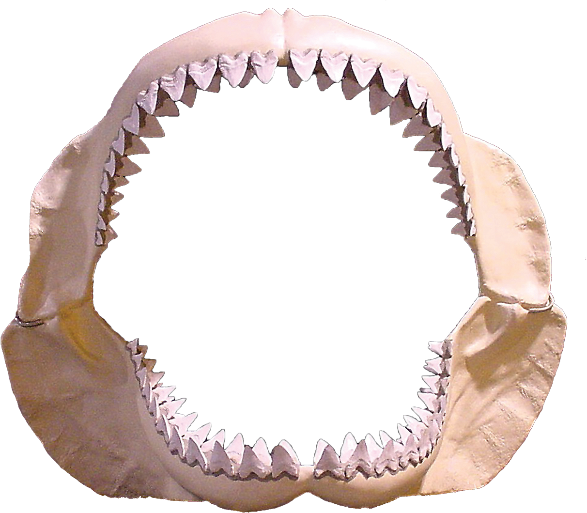 Megalodon-0 - Shark Teeth Png (1239x1080), Png Download