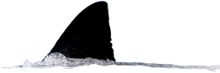 A Large Shark Fin Moving Through Water - Water (760x254), Png Download