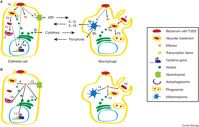 Immune Recognition, Elimination And Bacterial Evasion (850x544), Png Download