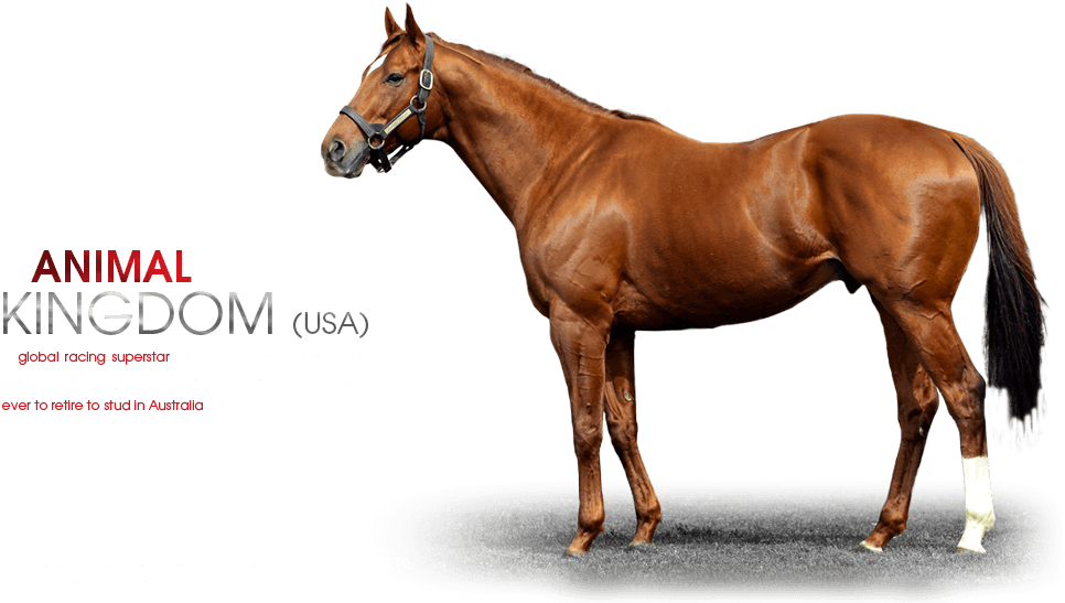 Animal Kingdom Leroidesanimaux -dalicia By Acetenango - Horse (986x568), Png Download