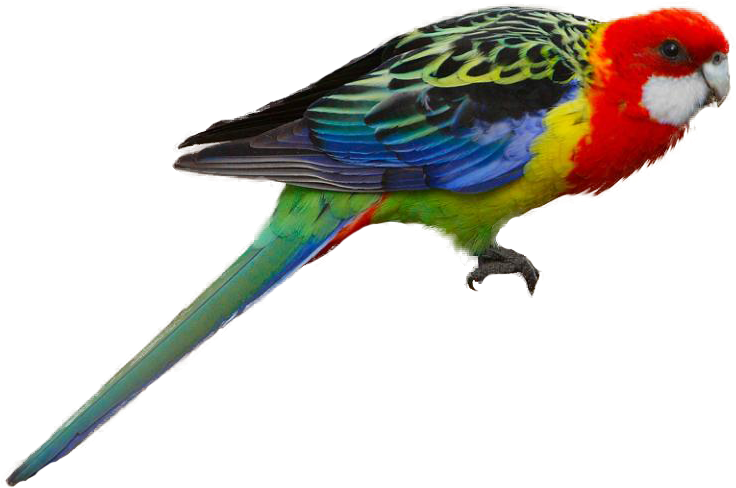 Eastern Rosella - Golden Mantled Rosella Parakeet (746x506), Png Download