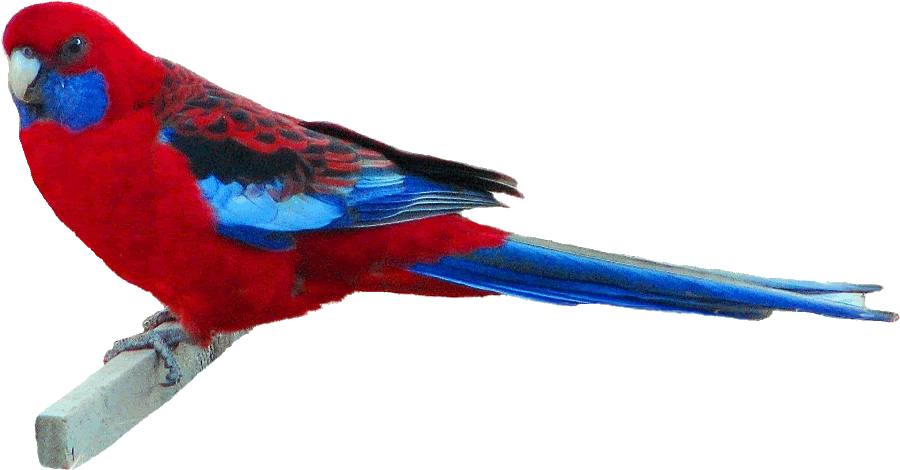 Crimson Rosella Clipart,13 Cm Wide Gif By Puzzled Pics - Crimson Rosella Transparent Background (941x498), Png Download