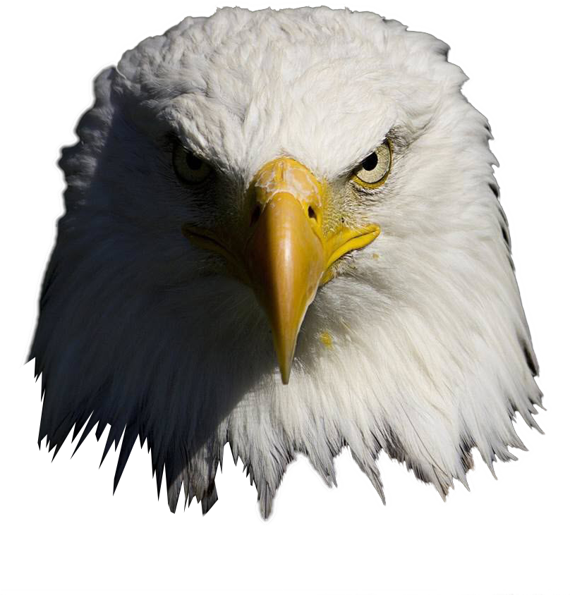 High Quality Bald Eagle (807x858), Png Download