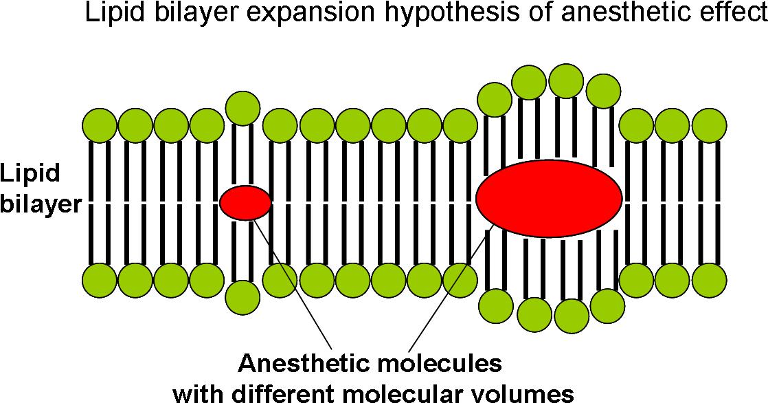 Lipid Bilayer Expansion Hypothesis Of Anesthetic Effect - Bilayer (1150x626), Png Download