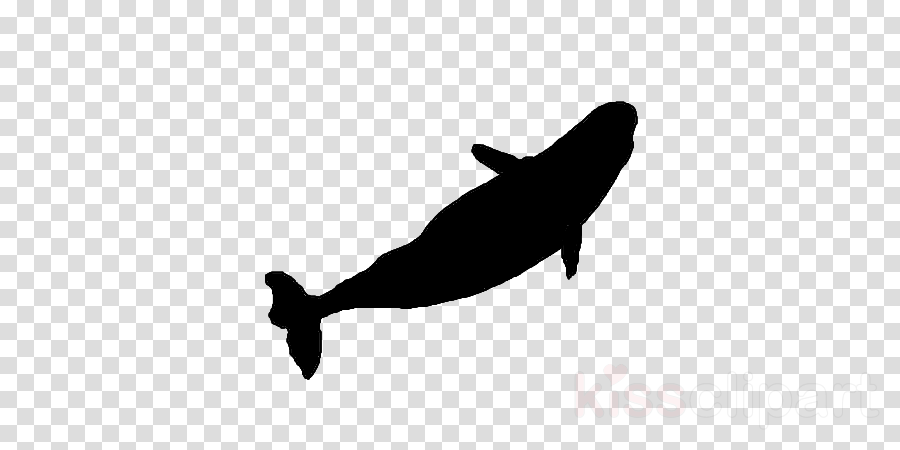 Beluga Whale Silhouette Clipart Cetacea Clip Art - 배 픽토그램 Png (900x450), Png Download