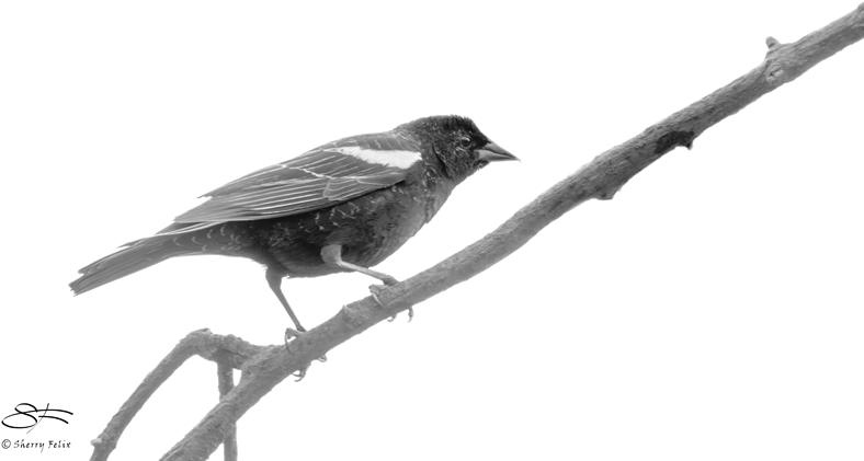 Friday, December 14, 2018, To Saturday, January 5, - Rusty Blackbird (800x526), Png Download