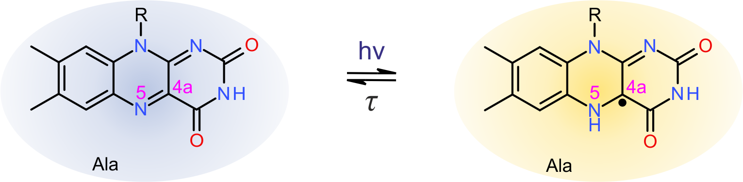 Alternate Photocycle In Cysteine Devoid Light Oxygen - Synthesis Of Tetracycline (1531x377), Png Download