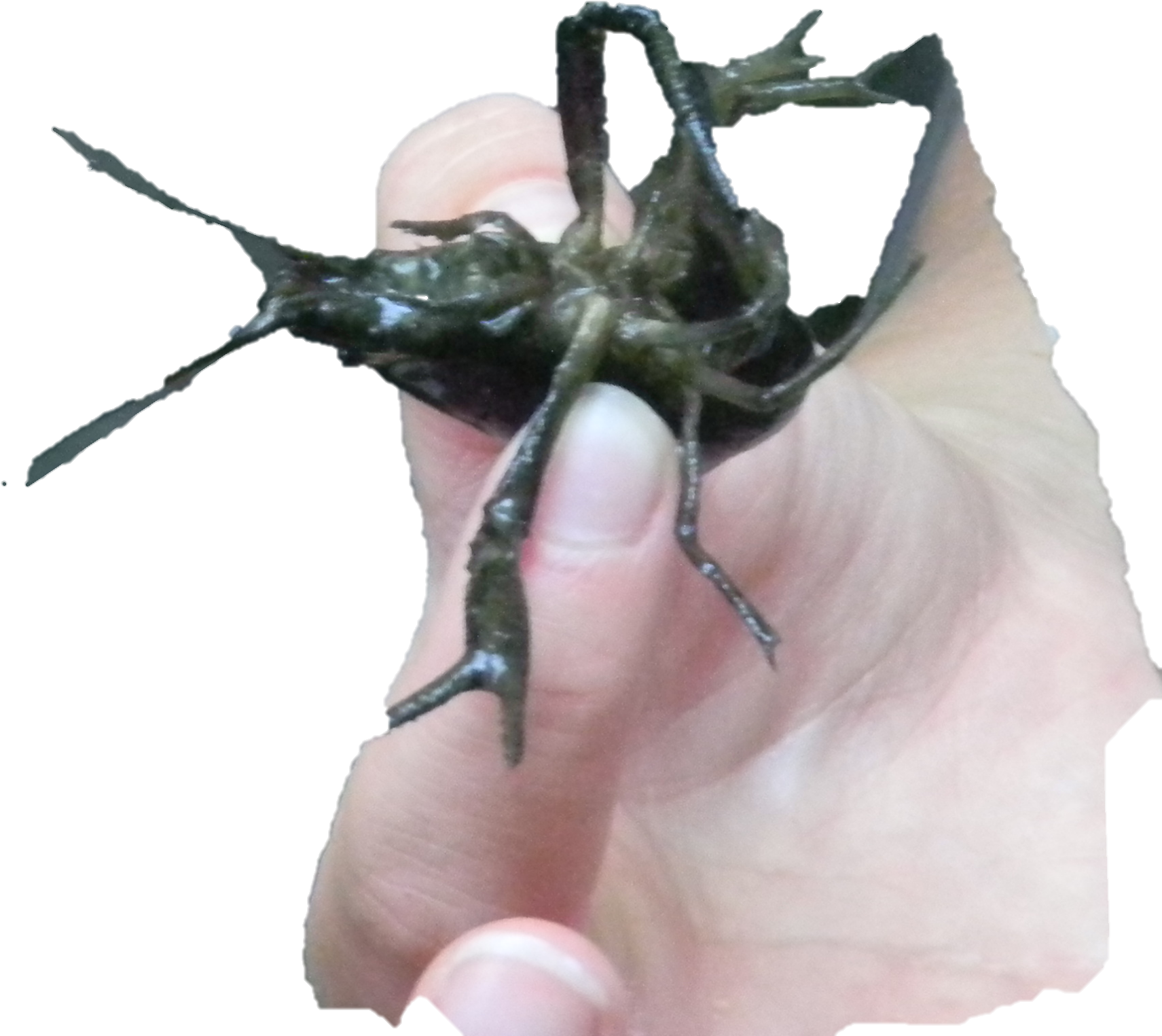 Crayfish - Elephant Beetle (3968x2232), Png Download