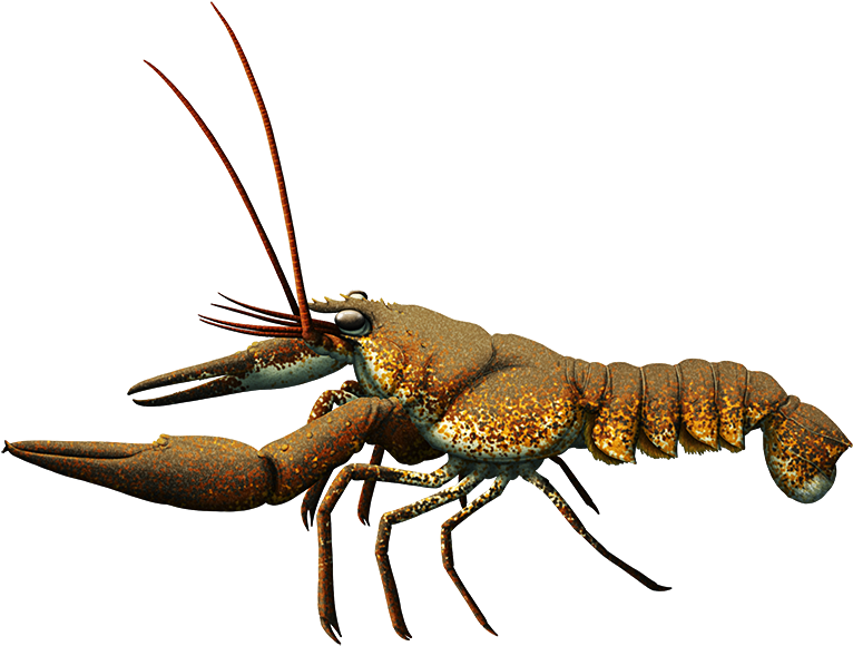 “ Almost-living Fossils Month - Hoploparia (800x612), Png Download