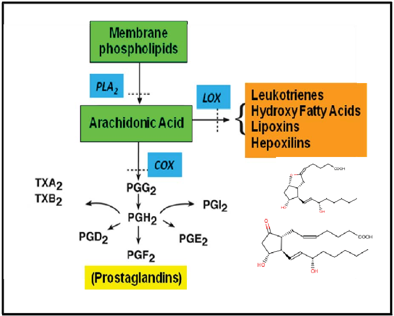 An Outline Of Eicosanoid Biosynthesis - Phospholipase A Pathway In Insect (778x624), Png Download