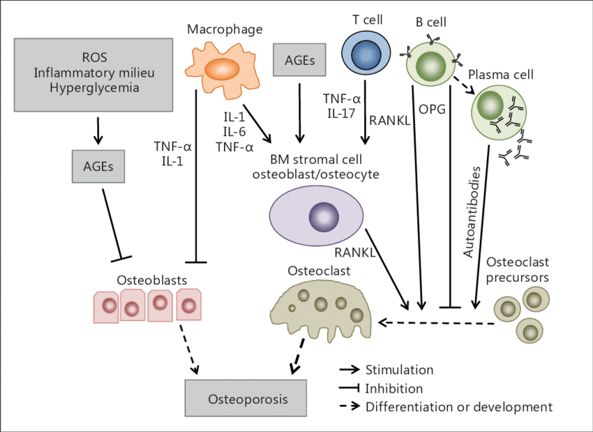 A Partly Hypothetical Model Of The Role Of Components - Reactive Oxygen Species (850x619), Png Download
