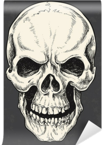 Drawn Skull Vector - Man The Myth The Legend Wilson The Man The Myth (640x480), Png Download