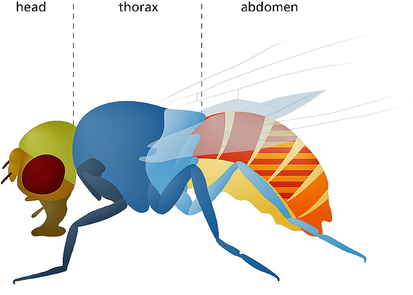En Un Experimento Con La Llamada "mosca De La Fruta\ - Fruit Flies (884x640), Png Download