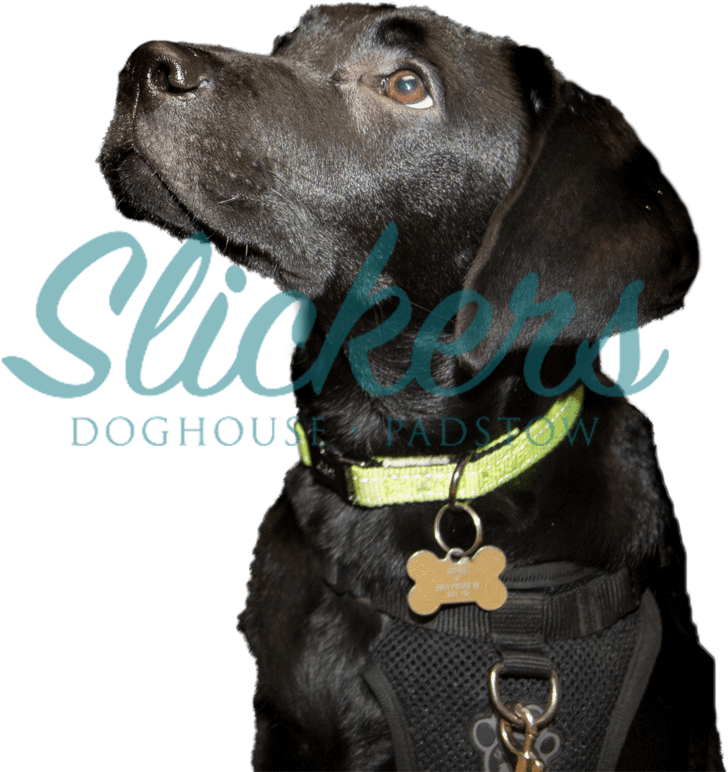 Photo 59 - Christmas Day (900x900), Png Download