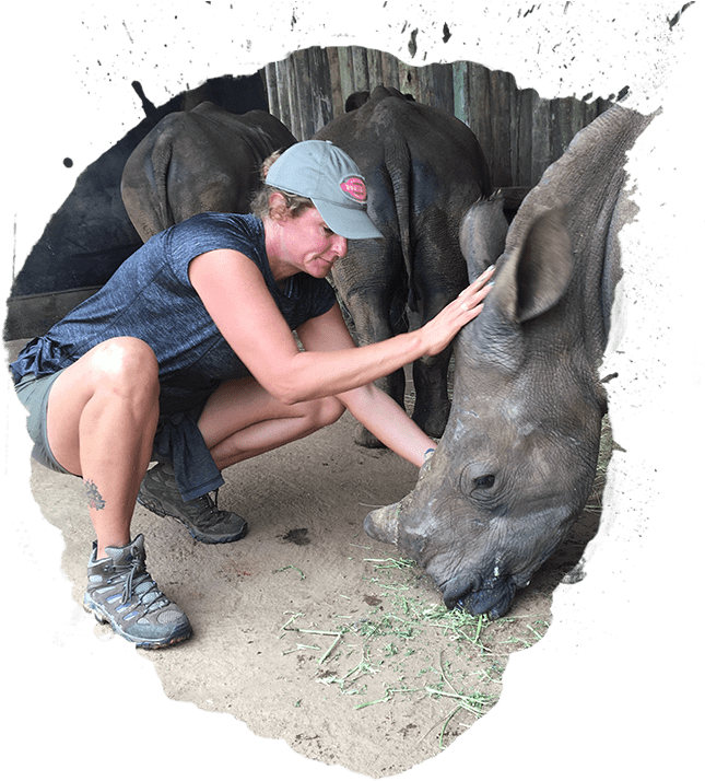 Diana Deblanc - Indian Rhinoceros (660x715), Png Download